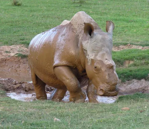 A white rhinoceros stands in a muddy field, exhibiting grazing behavior.
