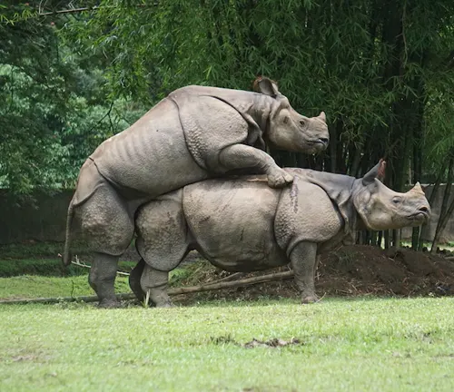 Two Indian rhinos engaging in mating behavior, with one standing on top of the other.