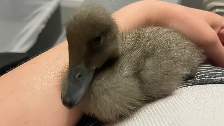 Close-up of a relaxed, brown duckling resting on a person’s arm