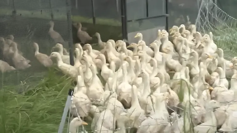 Large group of white ducks in a green, grassy enclosure