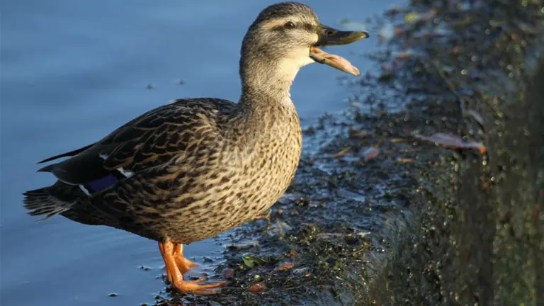duck standing beside calm water