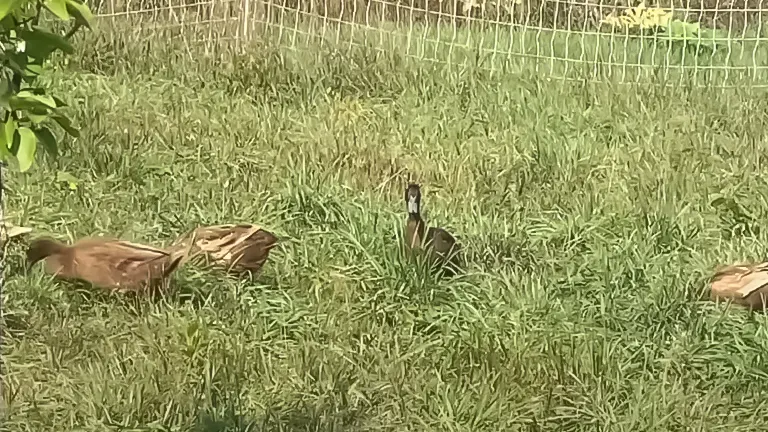 Four brown ducks foraging in a lush, grassy enclosure