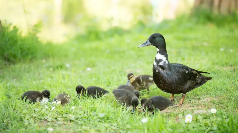 Mother duck with six ducklings foraging in a grassy field