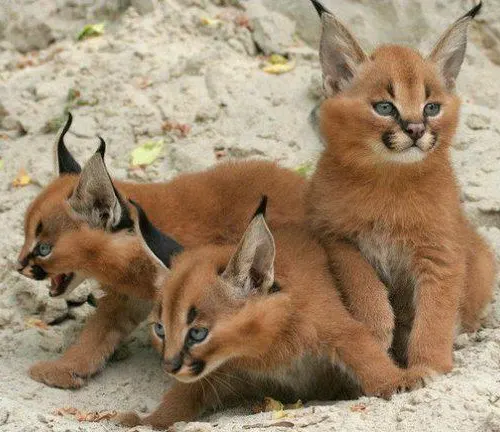Caracal kittens playfully frolic in the sandy terrain, showcasing the adorable charm of these young Caracal cats.