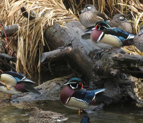 Wood ducks swimming peacefully in a serene water body, showcasing their social behavior.