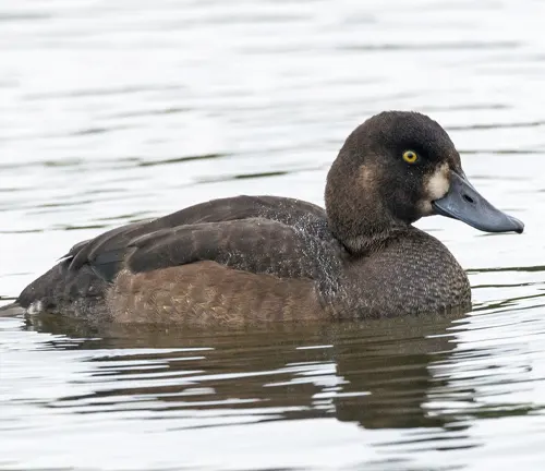 Greater Scaup Duck