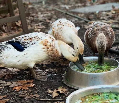 Three Harlequin Ducks eating from a bowl of food.