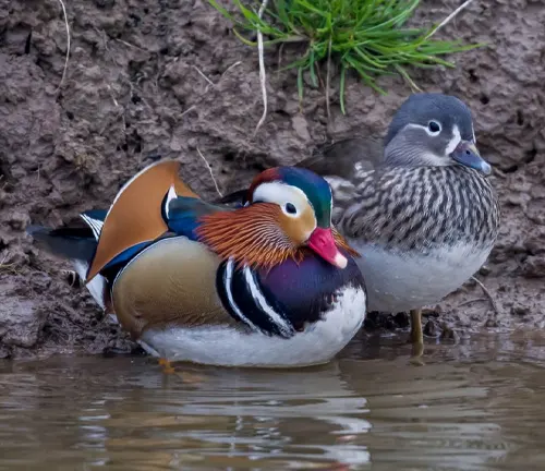 A vibrant Mandarin Duck swimming gracefully in a pond, symbolizing beauty, love, and fidelity.