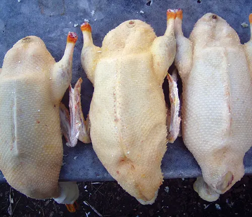 Four large white chickens sitting on table for Meat Production "Muscovy Duck".