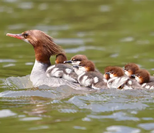 "Common Merganser Duck incubating eggs and providing parental care to its young."