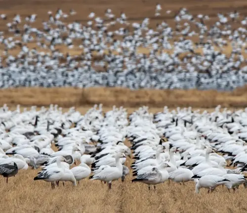Human-induced threats to snow geese include habitat loss, pollution, and hunting.
