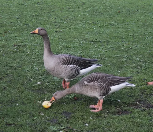 Two Greylag Geese enjoying an apple feast in a picturesque field.