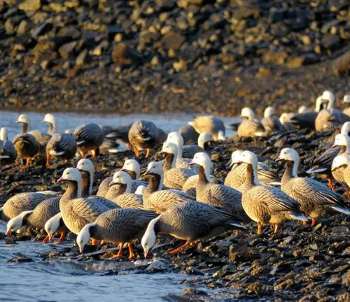 A flock of geese standing on the shore. Emperor Goose conservation status.