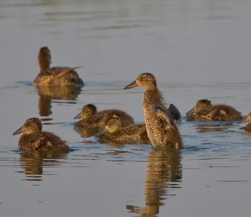 Parental Shoveler caring for its young during fledging. Adult duck with ducklings swimming in water.