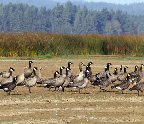 A flock of Greater White-fronted Geese walking in a field.