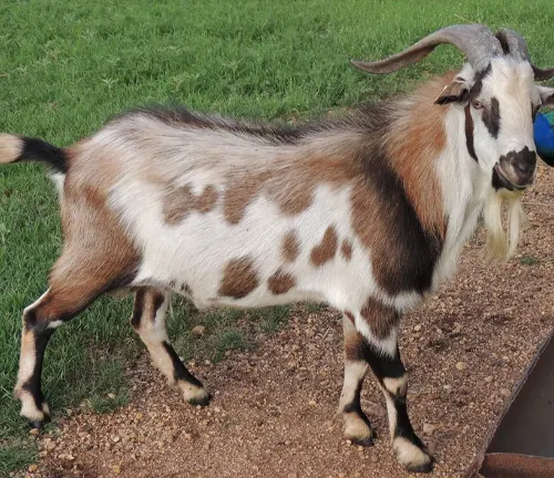 Kiko Goat breeding practices: selective breeding for disease resistance, hardiness, and meat quality.