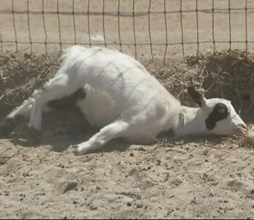 A goat with metabolic disorders resting near a fence.