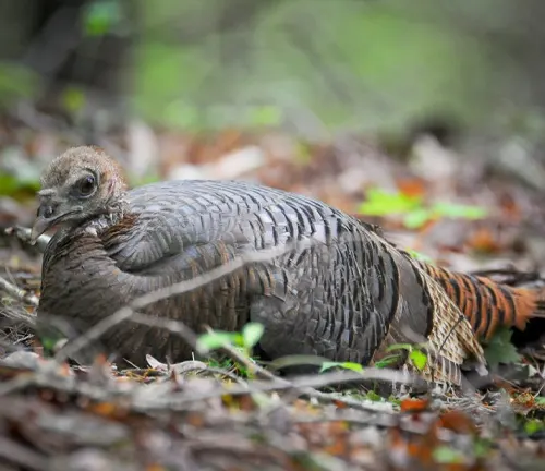  A Rio Grande Wild Turkey nesting on the ground in the woods.