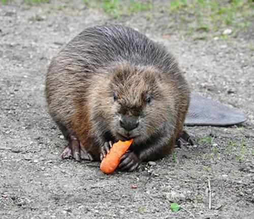 A North American Beaver munching on a carrot on the ground.