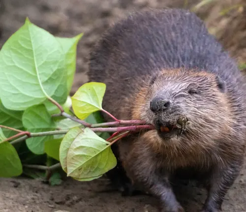 Beaver in feeding behavior, eating a plant in soil.