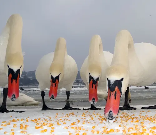 Swans enjoying a herbivorous diet of corn on the beach.