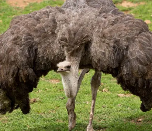 An ostrich displaying its defense mechanism with wings spread out, known as "Common Ostrich".