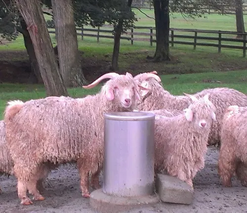 group of Angora goats with long, curly fur gathered around a metal feeding container in a green pasture