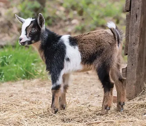 A young La Mancha goat with a mix of black, white, and brown fur standing on straw-covered ground