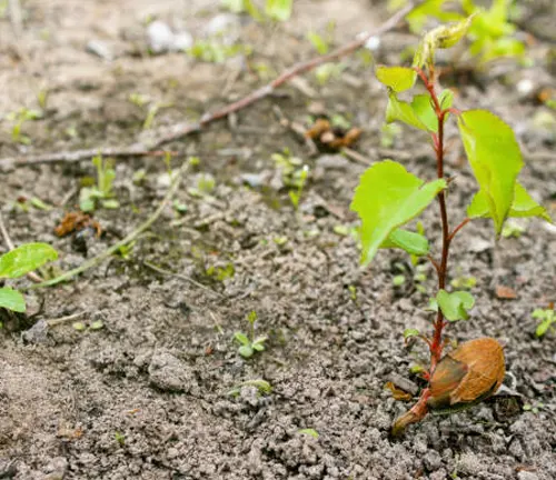 Young peach tree seedling sprouting from a seed in rough soil