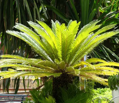 Sago Palm (Cycas revoluta)