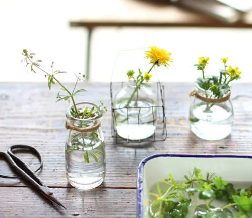 Small glass jars and vases with various plant cuttings in water, placed on a wooden surface alongside pruning shears and a tray with more cuttings