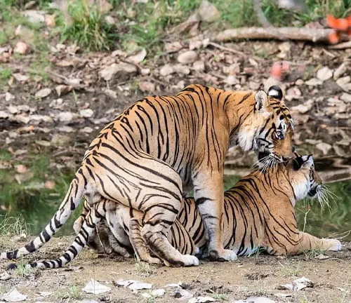 A Bengal tiger couple engaging in mating behavior. The female tiger is pregnant, showing signs of gestation.