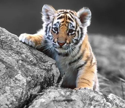A young "Indochinese Tiger" cub rests on a rock, symbolizing the species' reproduction and family life.