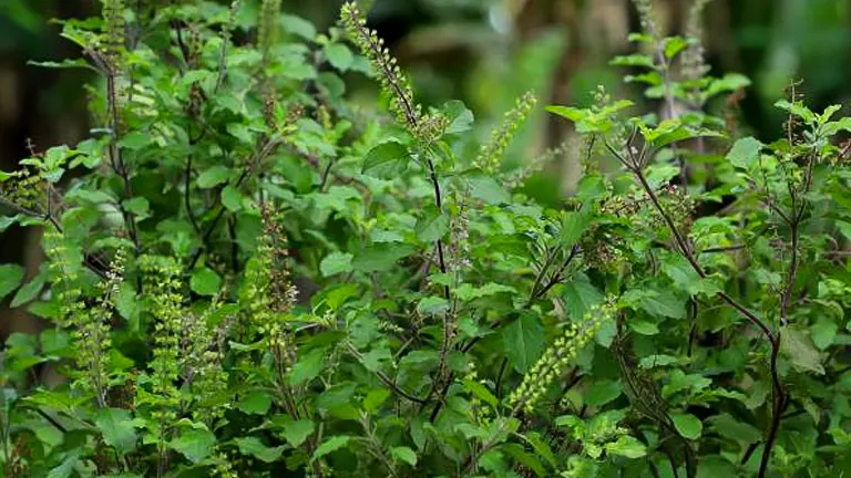 A cluster of green holy basil (tulsi) plants with small seed pods, characteristic of a herb garden.
