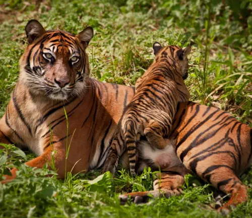 A South China tiger and her cub resting in the grass, highlighting conservation efforts.