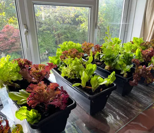 Assorted colorful lettuce plants growing in black containers on a sunny windowsill with a view of a tree-lined garden outside.