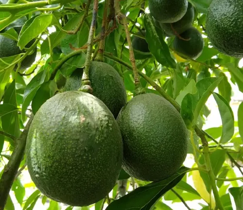 Several Reed avocados are growing on a tree, nestled among vibrant green leaves, illuminated by natural light.
