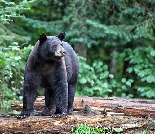 A black bear standing on a fallen log in a lush forest setting, with its gaze directed forward and a backdrop of dense green foliage.