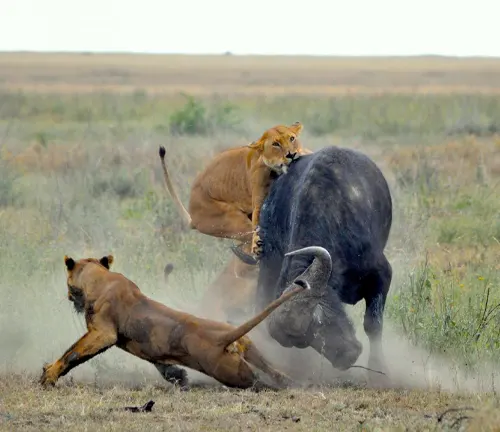Lions and buffalo fiercely battling in the wild, showcasing the intense struggle for survival. 