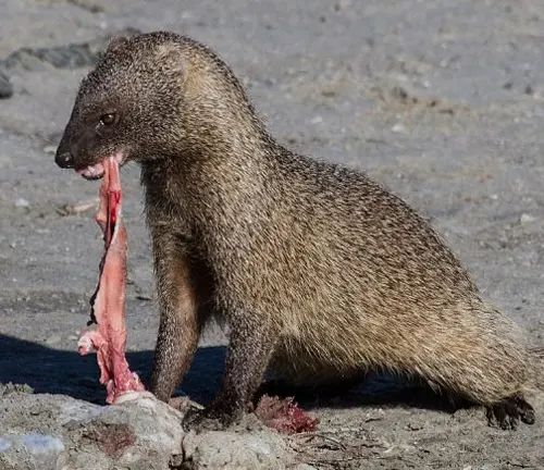 A versatile predator, the Egyptian Mongoose, enjoying a small piece of meat.