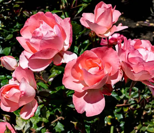 A group of soft pink roses with layers of petals, blooming under bright sunlight.