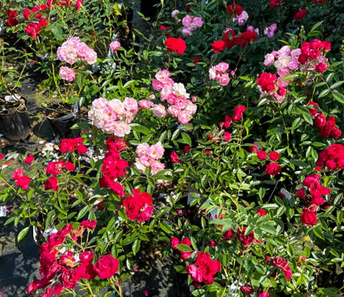 Diverse rose plants with blooms in shades of pink and red, displayed at a nursery