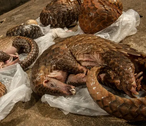 A group of critically endangered Chinese Pangolins