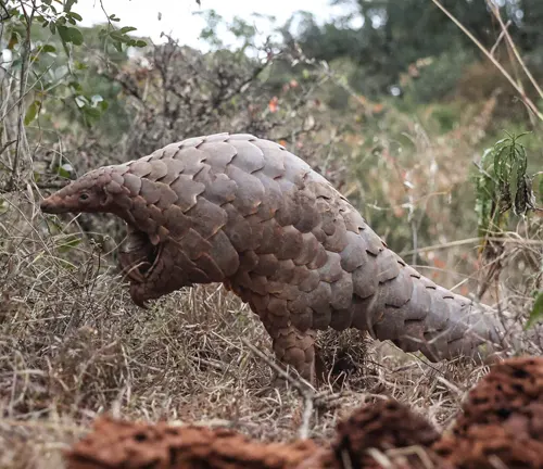 A majestic Indian Pangolin strolling through the grass, displaying its remarkable scales.