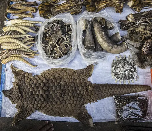 A man sitting on a table surrounded by animal parts, including those of the endangered Sunda Pangolin.