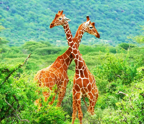 Two giraffes engaging in a mating ritual, standing in a lush green field.