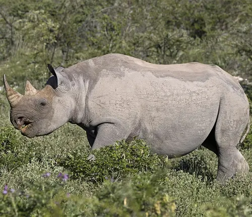 Southwestern Black Rhinoceros