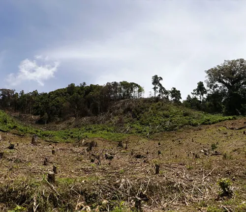 A hillside covered in trees and grass, representing a habitat loss for the Sumatran Rhinoceros.