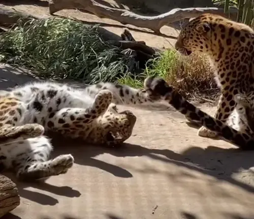 Amur Leopard mating behavior: Two leopards in the wild engaging in courtship rituals, displaying affection and preparing to mate.