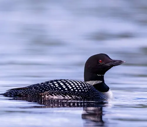 A common loon with striking black and white plumage and distinctive red eyes swimming serenely on a calm body of water.